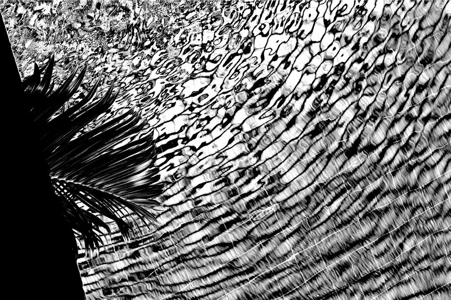 Palm Water. Photo by David Beatty
